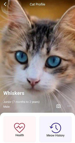 meowtalk喵说安卓版下载